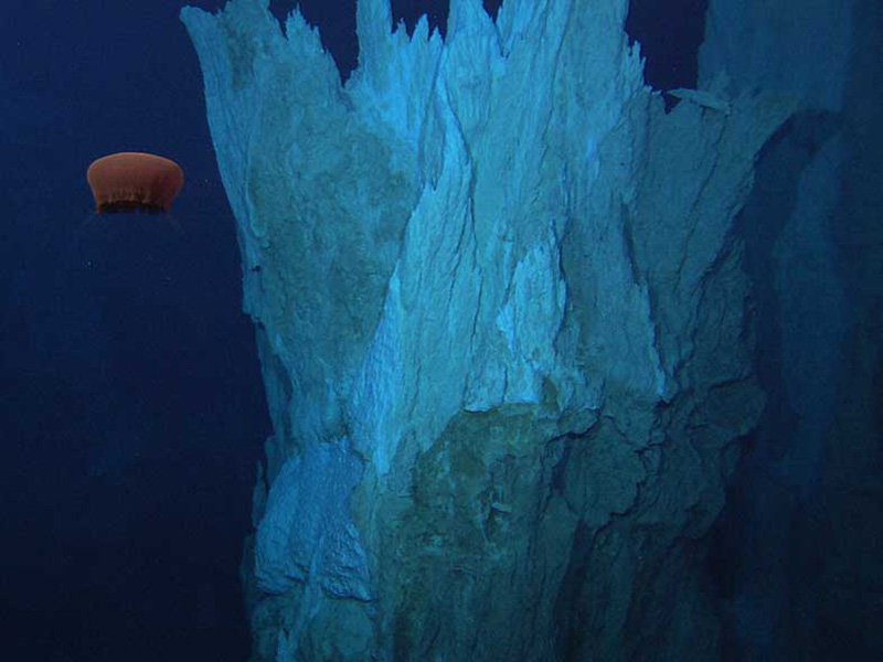 Enlarged view: Aurelia jellyfish