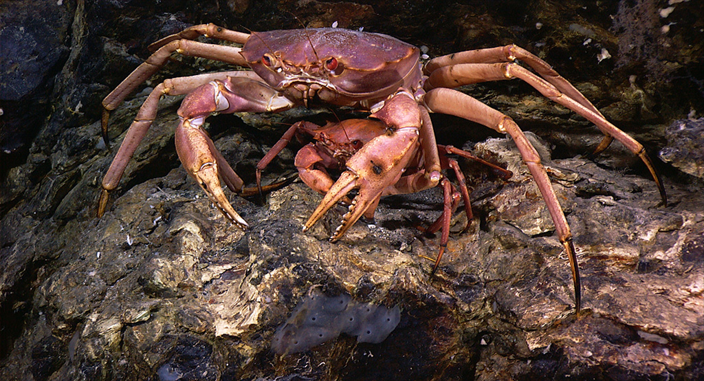 Enlarged view: Crab